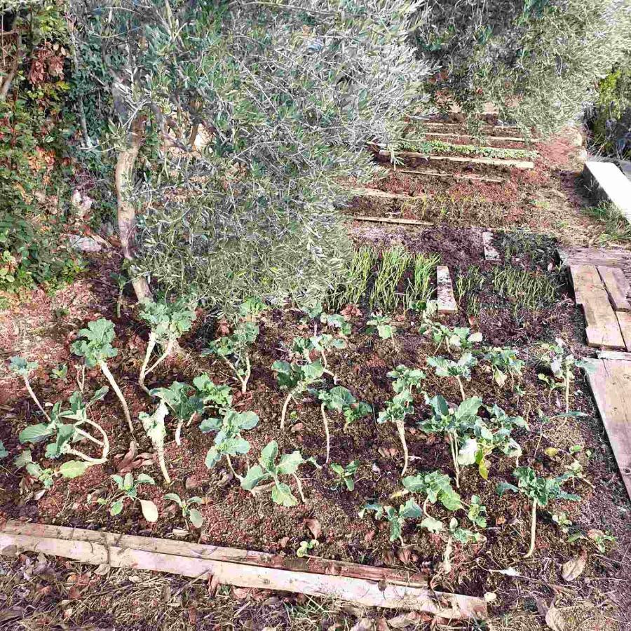 Mary'S Garden Tulisevica Exterior foto